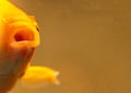 Goldfish Big Gulp