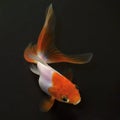 Goldfish on black background