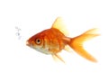 Goldfish Blowing Bubbles Royalty Free Stock Photo