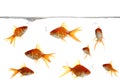 Goldfish Blowing Bubbles Royalty Free Stock Photo