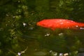 Goldfish blowing bubbles Royalty Free Stock Photo