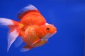 Goldfish on blue background Royalty Free Stock Photo