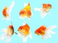 Goldfish blue background Royalty Free Stock Photo