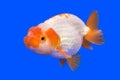 A goldfish on a blue background Royalty Free Stock Photo