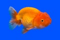 A goldfish on a blue background Royalty Free Stock Photo