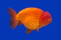 A goldfish on a blue background Royalty Free Stock Photo