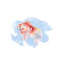 Goldfish on a blue watercolor background 2. Hand drawing. Watercolor illustration