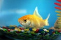 Goldfish in a bowl Royalty Free Stock Photo
