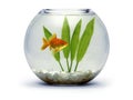 Goldfish bowl Royalty Free Stock Photo