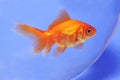 Goldfish in bowl Royalty Free Stock Photo