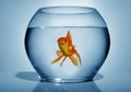 Goldfish in bowl Royalty Free Stock Photo