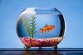 Goldfish in a Bowl Royalty Free Stock Photo