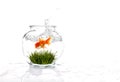 Goldfish in a Bowl With Grass Royalty Free Stock Photo