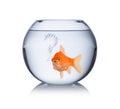 Goldfish in bowl with question mark bubbles lonley captivity fish concept isolated Royalty Free Stock Photo