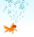 Goldfish and Bubbles Royalty Free Stock Photo