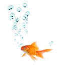 Goldfish And Bubbles Royalty Free Stock Photo