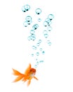Goldfish And Bubbles Royalty Free Stock Photo