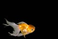 Goldfish,Carassius auratus auratus -gold fish - aquarium fish on black background Royalty Free Stock Photo