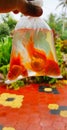 Beautiful Aquarium Fish Goldfish Royalty Free Stock Photo