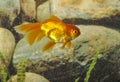 Goldfish carassius auratus-lion head swimming in a aquarium