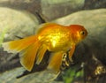 Goldfish carassius auratus-lion head swimming in a aquarium