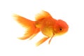 Goldfish carassius auratus white background Royalty Free Stock Photo