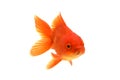 Goldfish carassius auratus white background