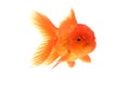 Goldfish carassius auratus white background Royalty Free Stock Photo