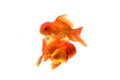 Goldfish carassius auratus white background Royalty Free Stock Photo