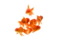 Goldfish carassius auratus white background Royalty Free Stock Photo