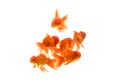 Goldfish carassius auratus white background