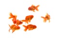 Goldfish carassius auratus white background Royalty Free Stock Photo