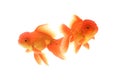 Goldfish carassius auratus white background Royalty Free Stock Photo