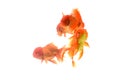 Goldfish carassius auratus white background Royalty Free Stock Photo