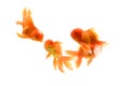 Goldfish carassius auratus white background Royalty Free Stock Photo