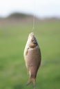 Goldfish carp caught hanging on the hook