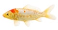 Goldfish Carp on White Royalty Free Stock Photo