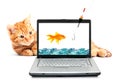 Goldfish, cat, laptop Royalty Free Stock Photo