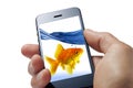 Goldfish Cell Phone Fun