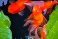 Goldfish in a clear pond Royalty Free Stock Photo