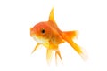 Goldfish closeup isolated on white Royalty Free Stock Photo