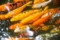 Goldfish collection, koi carp