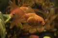 Goldfish dance in the aquarium