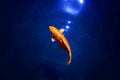 Goldfish in dark blue glowing water, red and yellow japanese koi carp swims in pond close up, abstract golden fish constellation Royalty Free Stock Photo