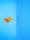Goldfish Drinking Frozen Water Drop