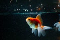 Goldfish eating food nature beautiful fish against the dark background Royalty Free Stock Photo