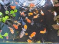Goldfish ecosystem in the natural healthy pond Royalty Free Stock Photo