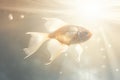 Goldfish embracing the gentle sunlight in serene underwater scene