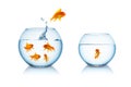 Goldfish escapes in a fishbowl