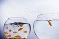 Goldfish escaping from crowded bowl